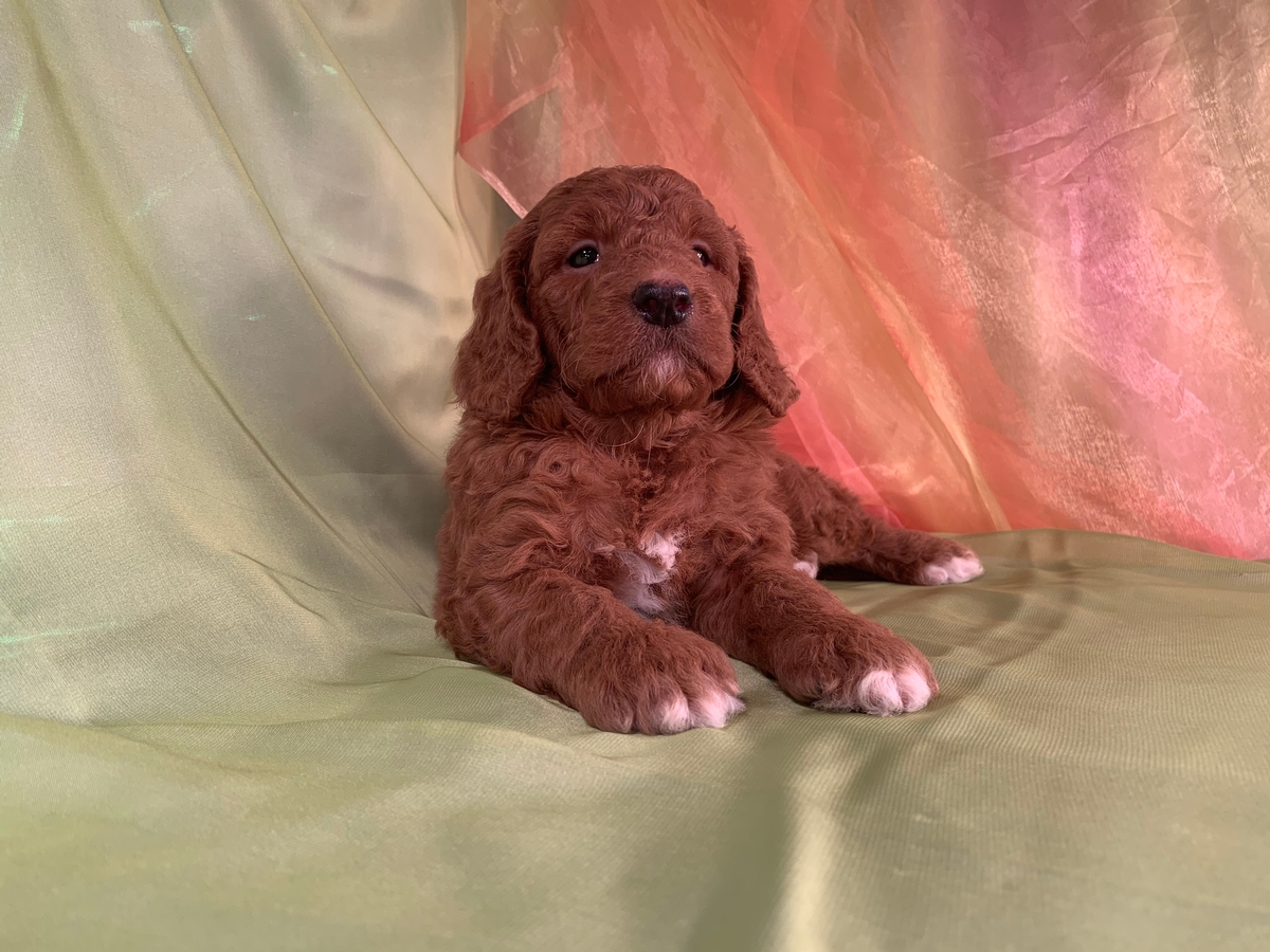 Iowa Breeders, Dark Red Miniature Bernedoodle Puppy for Sale